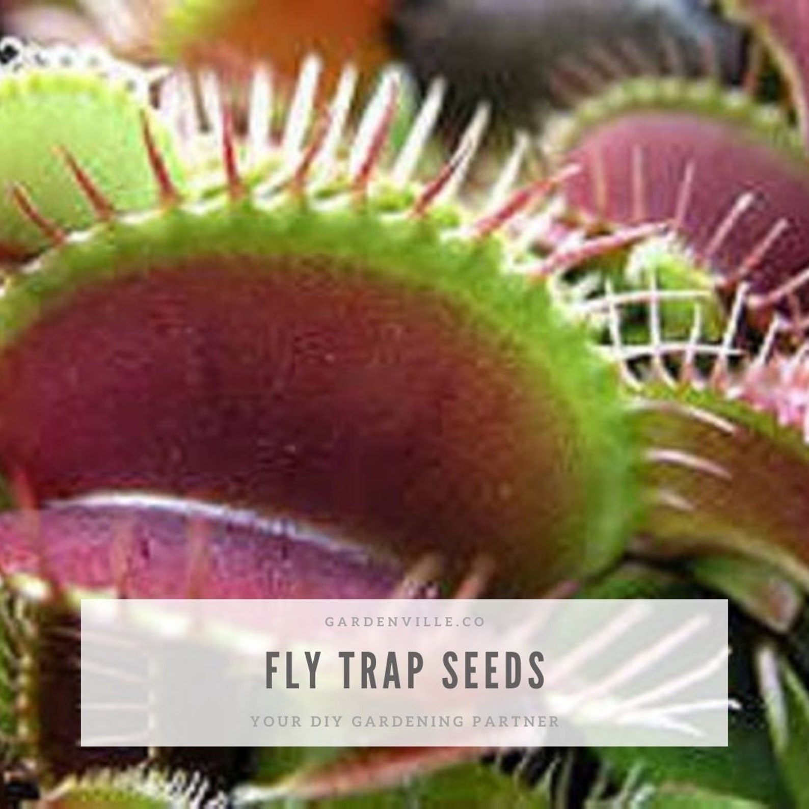 Venus Fly Trap Seeds Dionaea Muscipula Carnivorous Flower Etsy