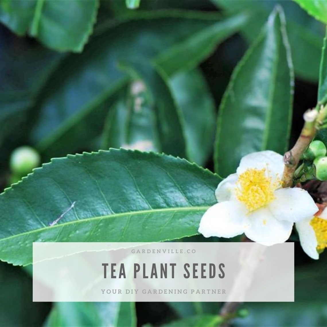 Tea Plant Seeds Black & Green Drinking Tea Camellia Sinensis Etsy