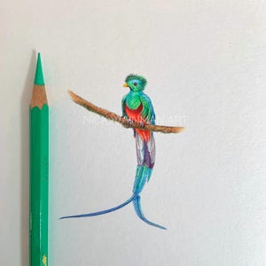 Impression d&#39;oiseau quetzal, impression d&#39;art encadrée à partir de dessin miniature, art miniature, art oiseau, décoration perroquet, amateurs d&#39;oiseaux, art coloré, idées cadeaux