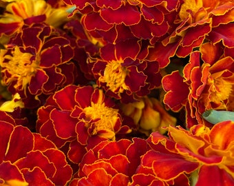 Marigold Seeds - Three Varieties
