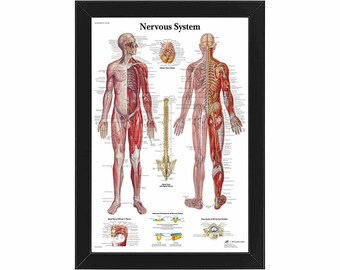 Nervous System Poster - Etsy UK