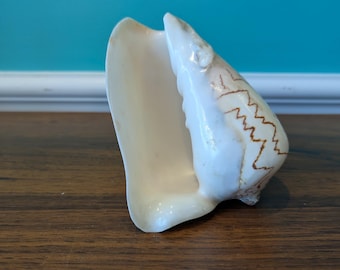 Vintage Noble Volute Shell. 6" x 5".