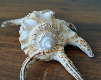 Vintage Lambis Shell, 5.5" x 3"