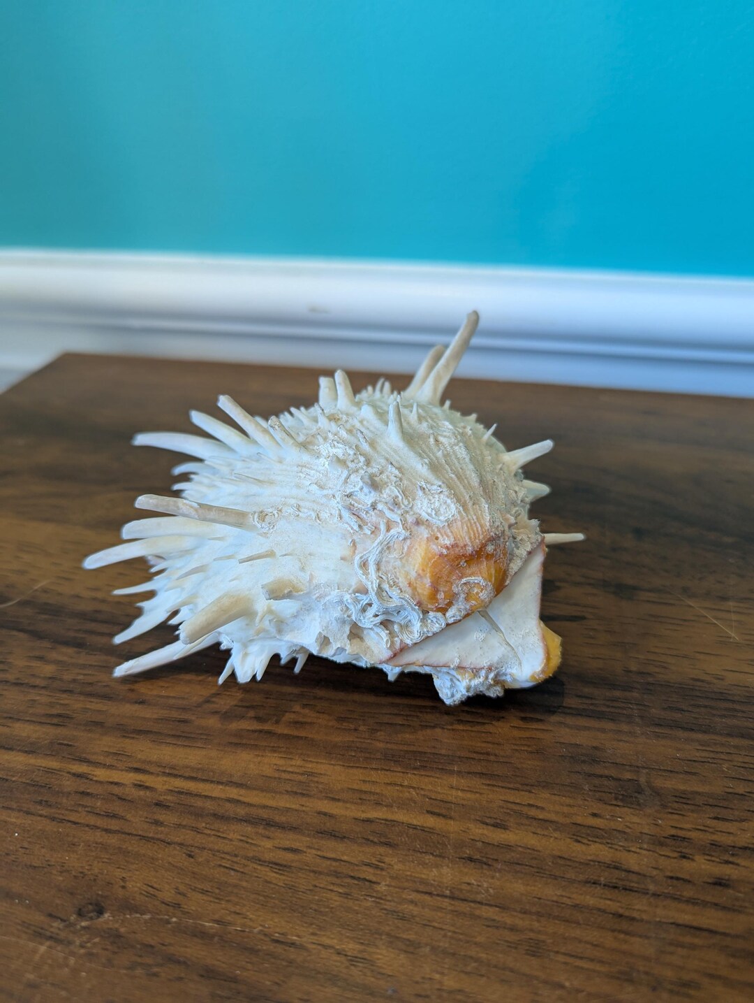 Vintage Spondylus / Spiny Oyster Shell. 5.5