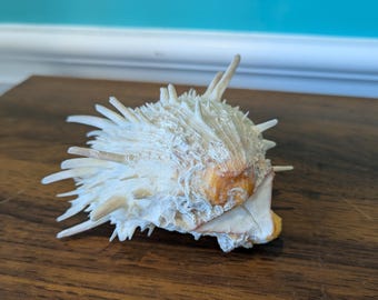 Vintage Spondylus / Spiny Oyster Shell. 5.5" x 5.5".