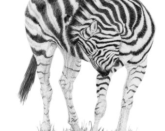 Zebra pencil drawing print