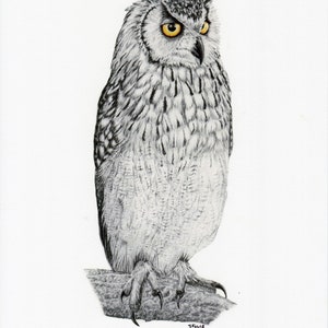 Eagle Owl pencil drawing print