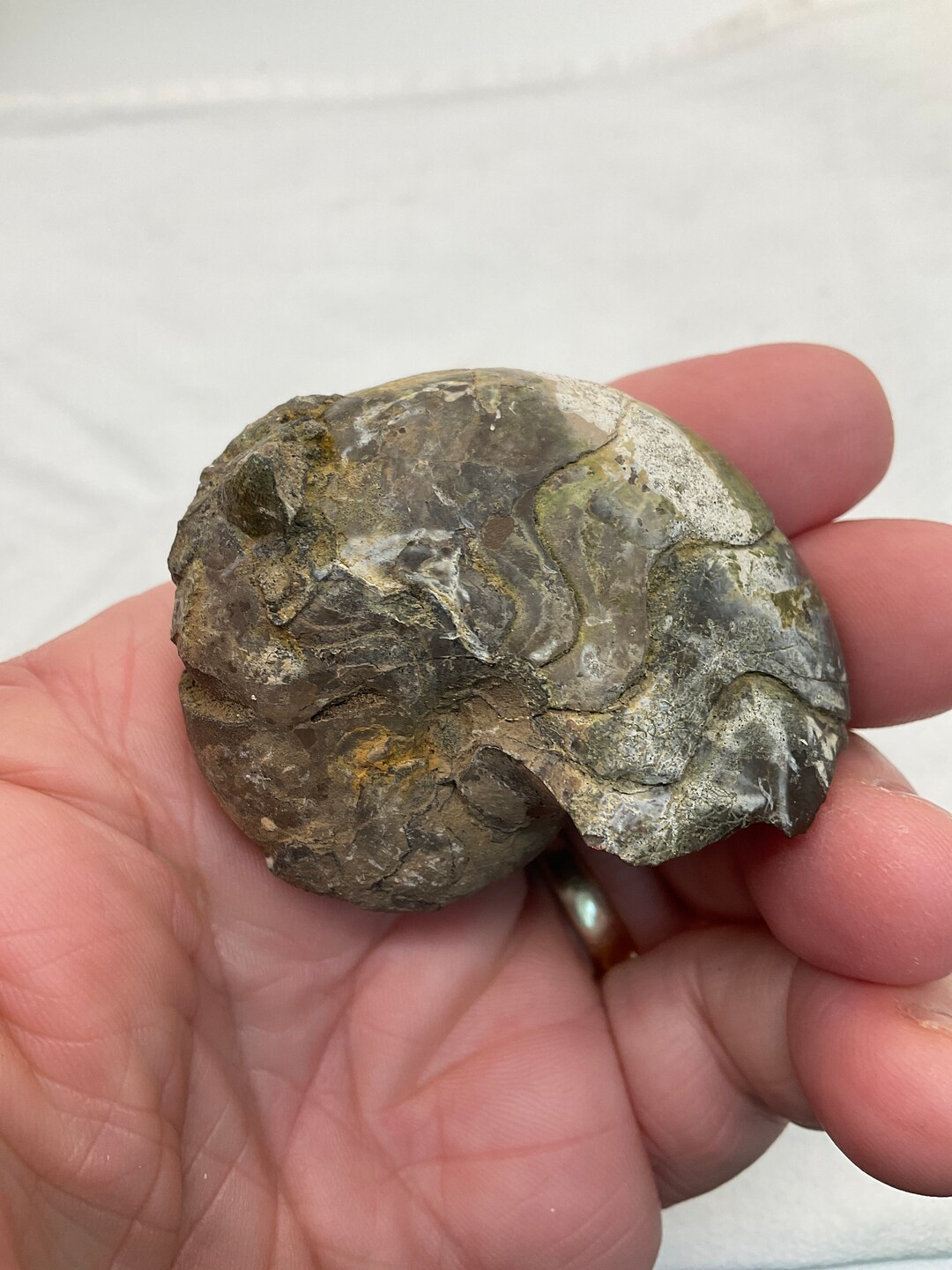 Cephalopod Ammonite Goniatite Fossil Midway Formation Paleocene Age ...