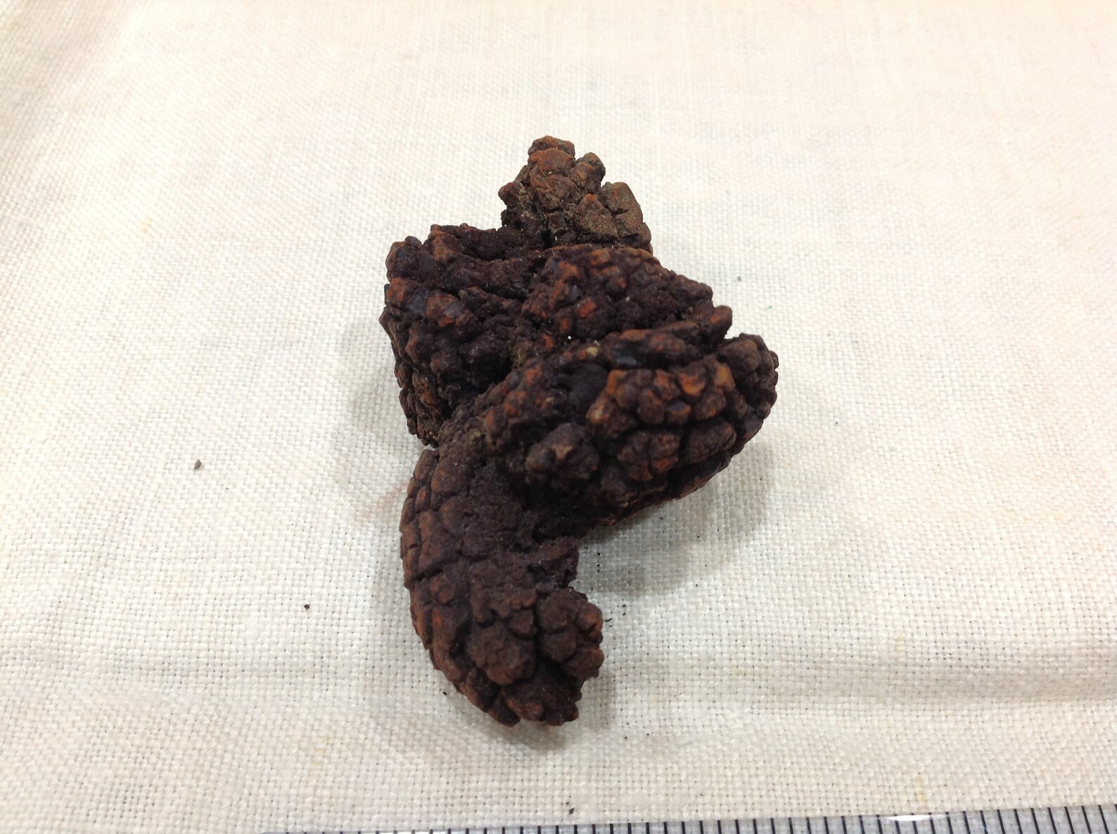 Coprolite fossil turtle dung Madagascar | Etsy