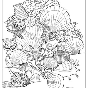 Seashells Coloring Page Instant Download image 2