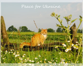 Ukrainian cat, Instant download, Digital File, Ukraine Seller, Ukraine photograph