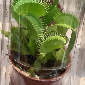 May include: A Venus flytrap plant in a brown pot, enclosed in a clear plastic container. The plant has bright green, toothed leaves, and is a unique addition to any indoor plant collection.