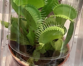 CARNIVOROUS VENUS FLYTRAP