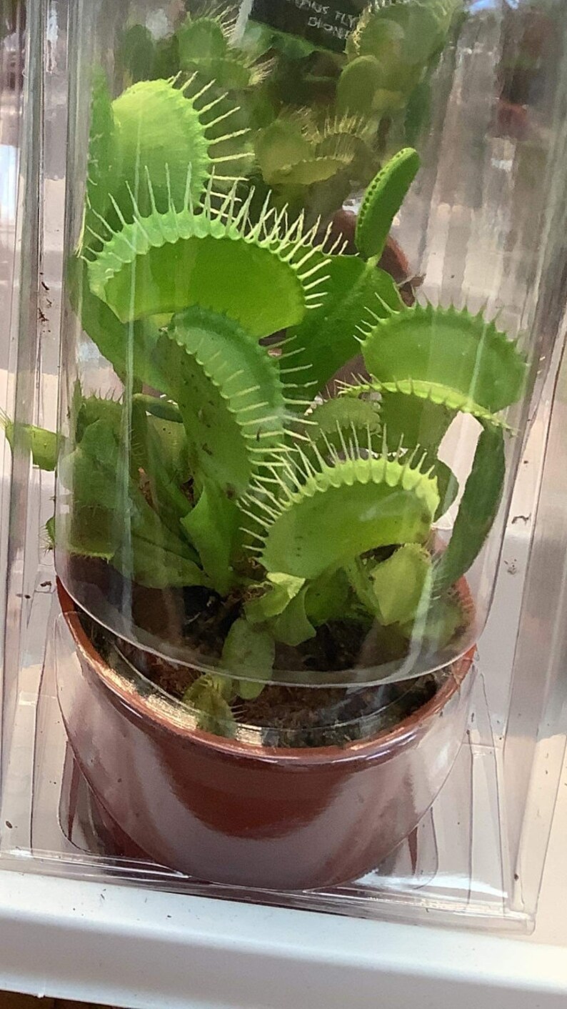 May include: A Venus flytrap plant in a brown pot, enclosed in a clear plastic container. The plant features bright green, toothed leaves, and is a unique addition to any indoor plant collection.