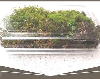 PACK OF 30 Large Live Mixed Canadian Moss Box approx 8 1/2 x 11in