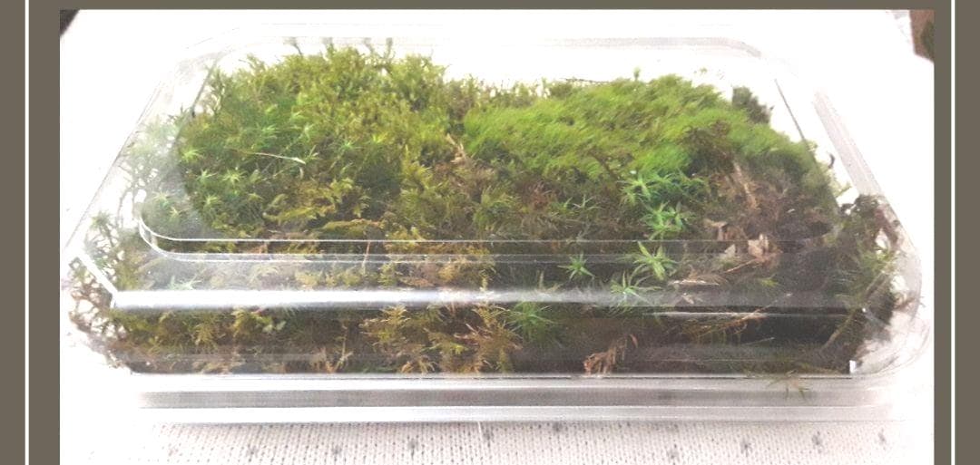 1 Live Moss Box - Etsy Canada