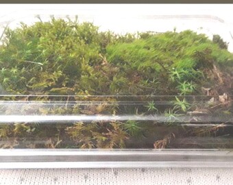 1 Live Moss Box