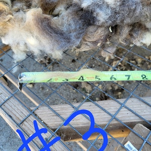 Number Three Jacob Sheep