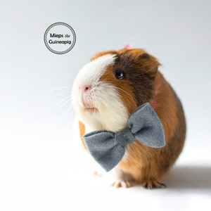 Bow tie for guinea pig Guinea Pig Clothes Guinea Pig Bow Guinea Pig Bow Tie Grijs