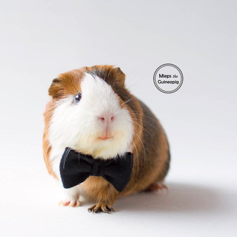 Bow tie for guinea pig Guinea Pig Clothes Guinea Pig Bow Guinea Pig Bow Tie Zwart