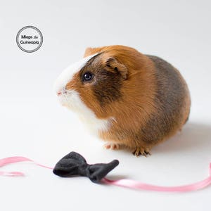 Bow tie for guinea pig Guinea Pig Clothes Guinea Pig Bow Guinea Pig Bow Tie image 7