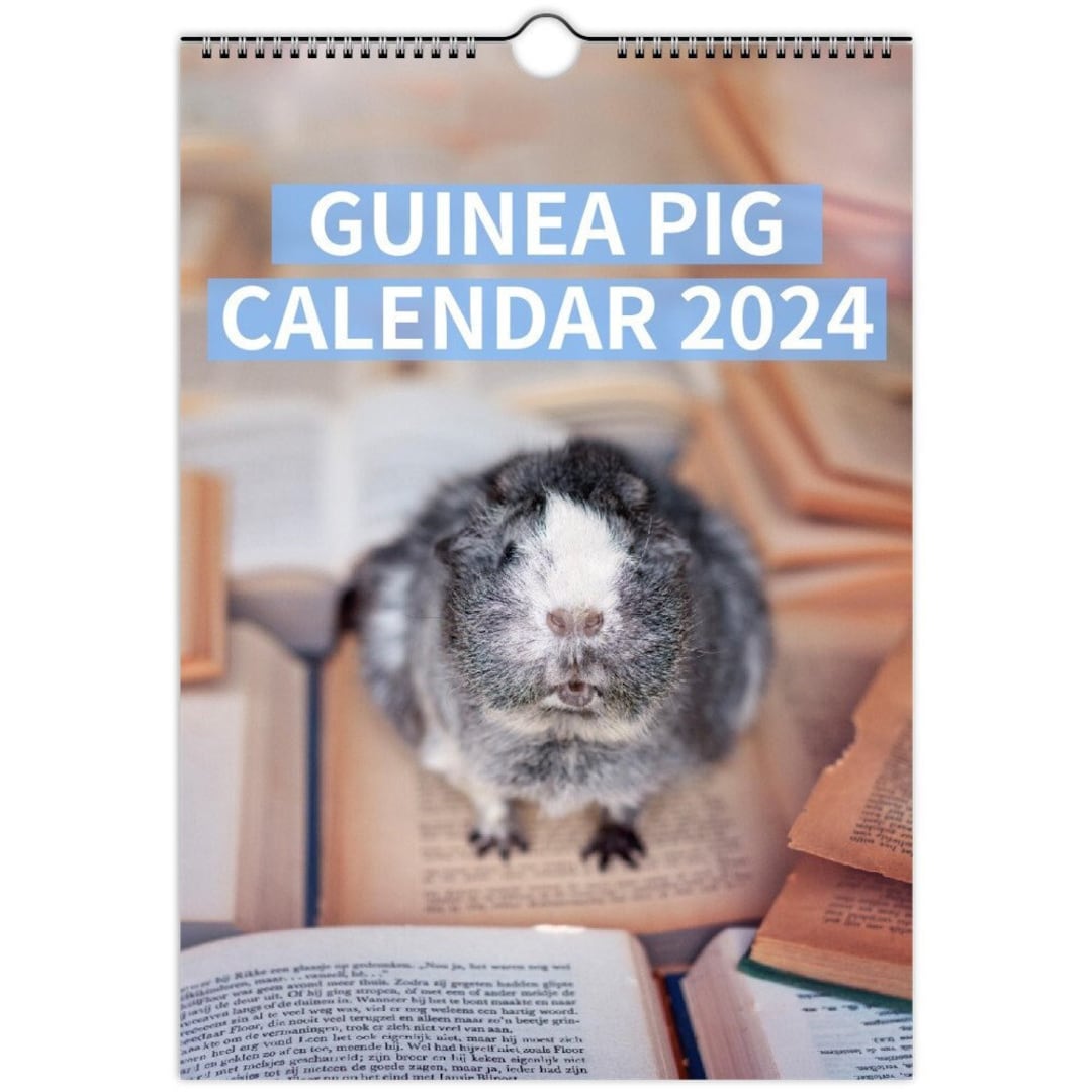 Guinea Pig Wall Calendar 2024 2024 Guinea Pig Calendar Etsy