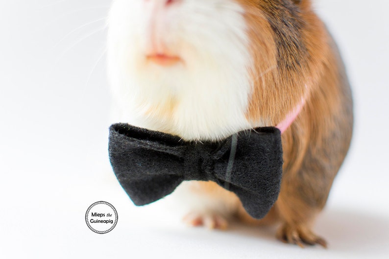 Bow tie for guinea pig Guinea Pig Clothes Guinea Pig Bow Guinea Pig Bow Tie image 5