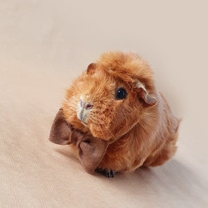 Bow tie for guinea pig Guinea Pig Clothes Guinea Pig Bow Guinea Pig Bow Tie Bruin