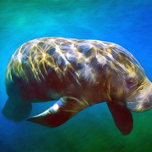Oh the Manatee