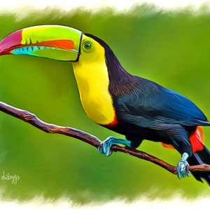 Keel-billed Toucan