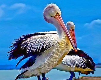 Pelicans