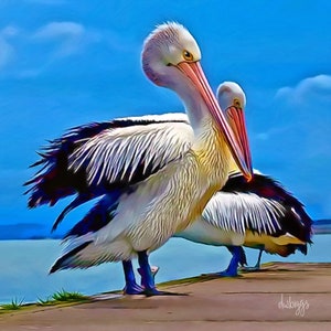 Pelicans