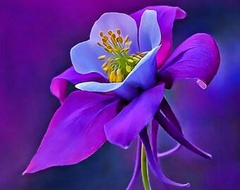 Rocky Mountain Columbine