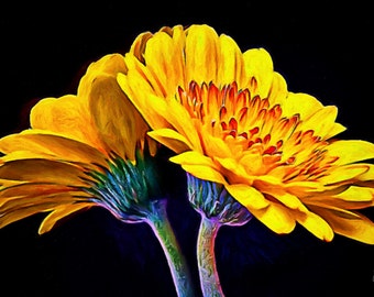 Yellow Gerber