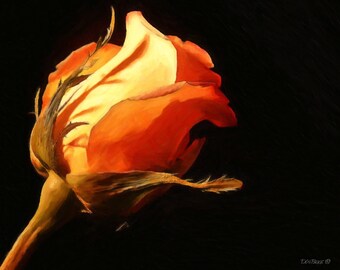 Orange Rose