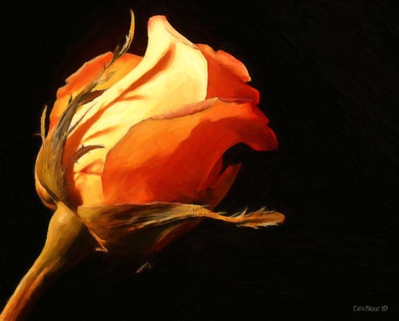 Orange Rose