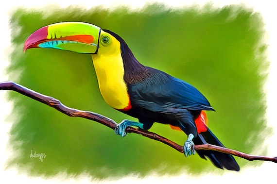 Keel-billed Toucan