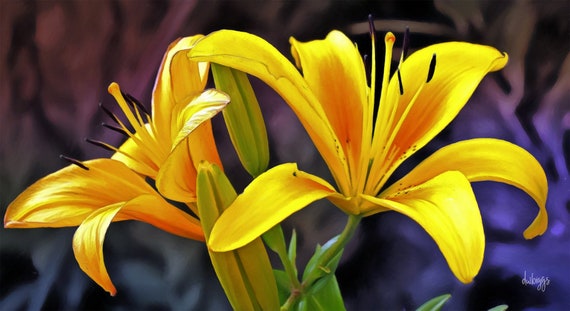 Yellow Lilies