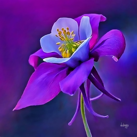 Rocky Mountain Columbine