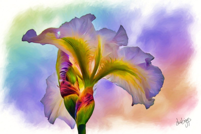 May include: A vibrant purple and yellow iris flower with a watercolor effect against a colorful background. The flower is in bloom and has a delicate, layered appearance.