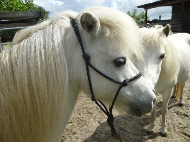 Miniature Horse ADULT Rope Halter 1/4 Rope Mini Horse Etsy