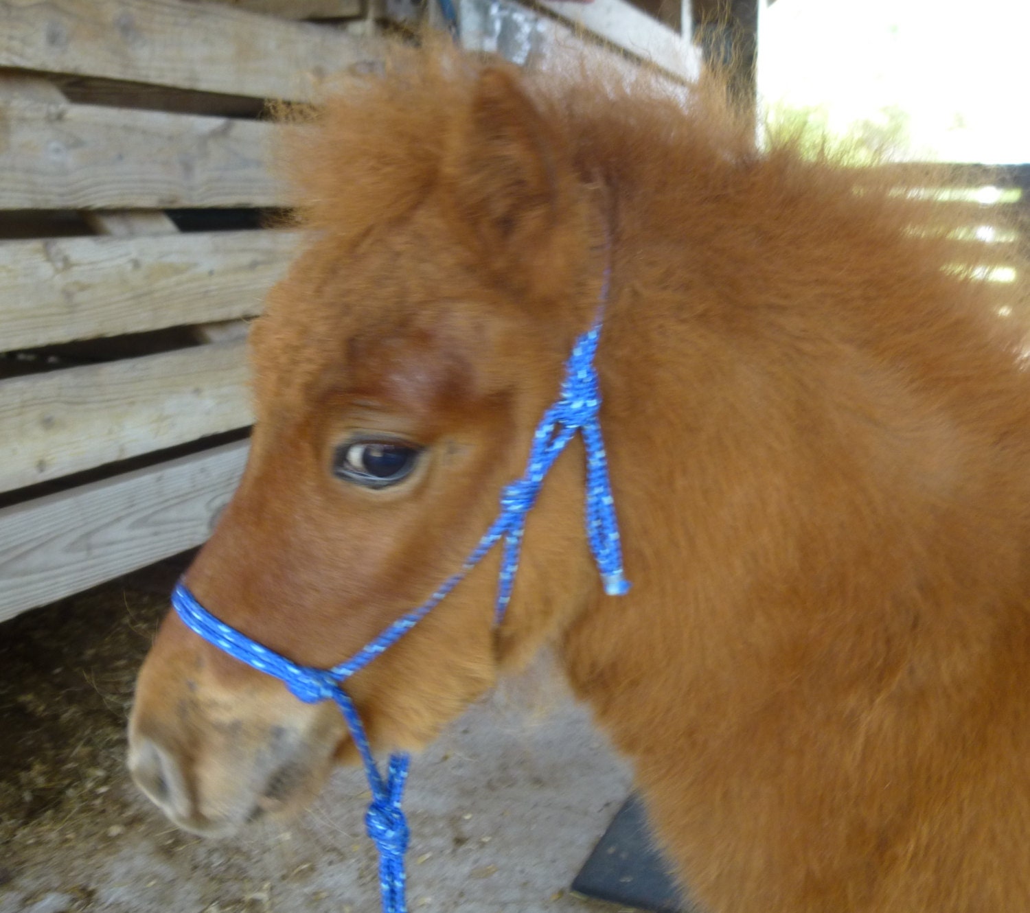 Download Miniature Horse FOAL Rope Halter 3/16 rope Mini Horse | Etsy
