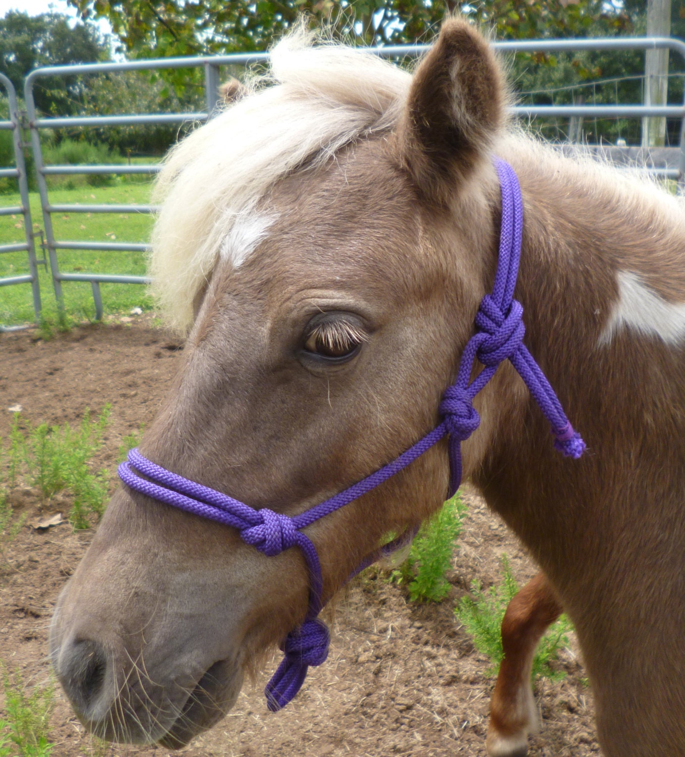 Miniature Horse WEANLING Rope Halter 1/4 rope Mini Etsy