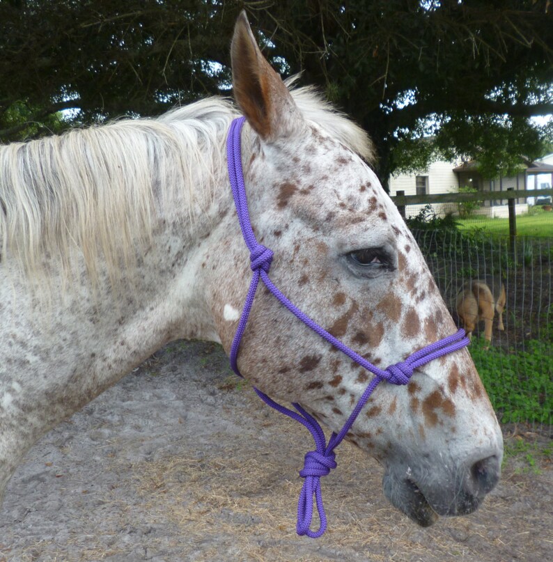 Download Horse Size ROPE HALTER in larger 3/8 rope | Etsy