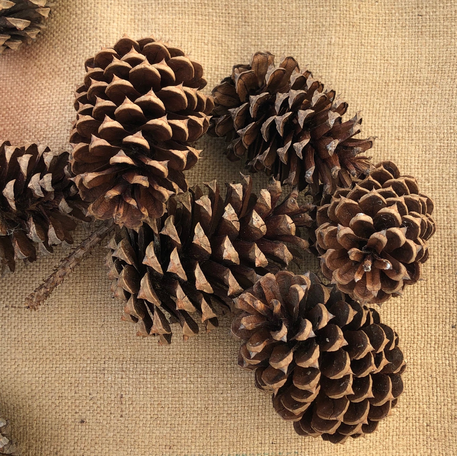 4 Pinecones Bulk Pine Cones Medium Pine Cone Found Etsy