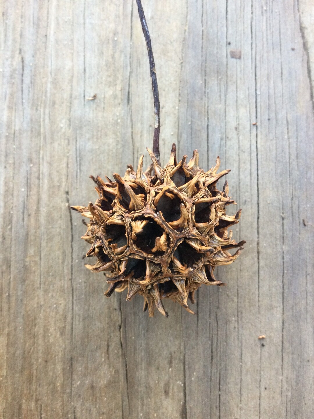 Sweet Gum Tree Balls Bulk Sweet Gum Balls Winter Craft Etsy