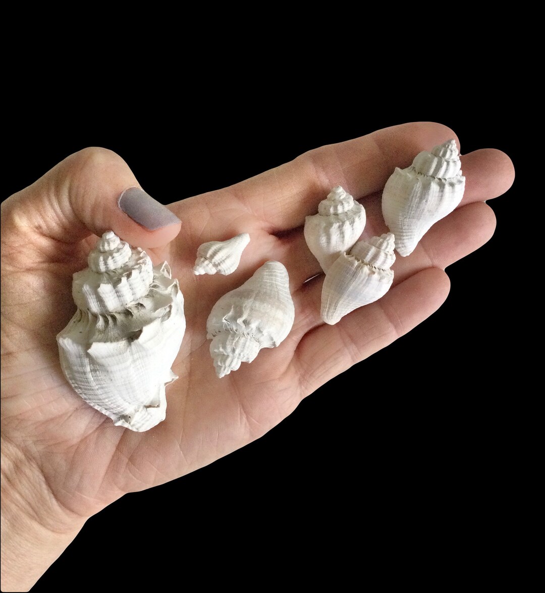 TOP SELLER Small White Conch Shells From Florida X Spiral Etsy
