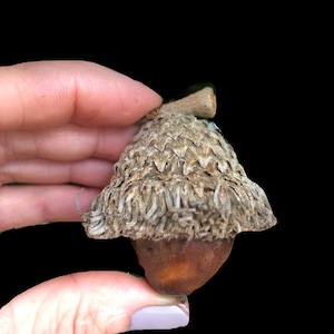 May include: A close-up of a brown acorn with a cap that is covered in a fuzzy, gray material.