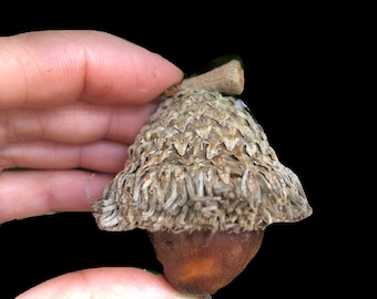 TOP SELLER! Burr Oak Acorns for Fall Wreath : Extra Large Big Acorns for Fall Craft Supplies | Jar Fillers for Winter Decor | Rustic Wedding