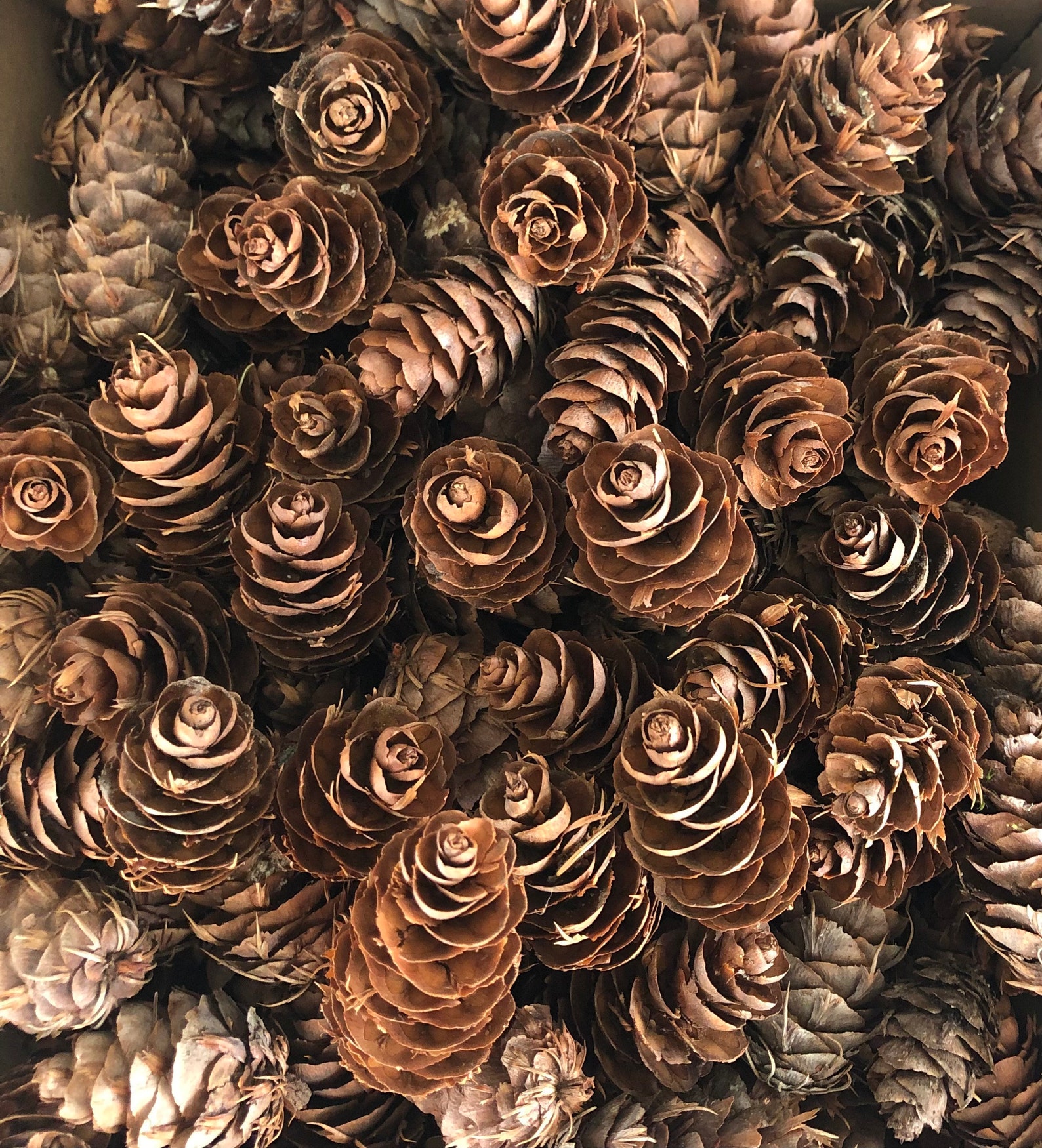 Small Pinecones Bulk Mini Bulk Pinecones Fall Craft Etsy